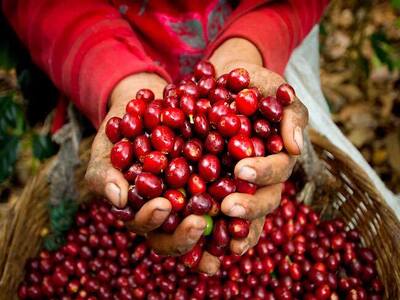 Specialty Coffee